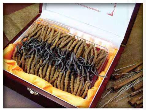 广东冬虫夏草回收